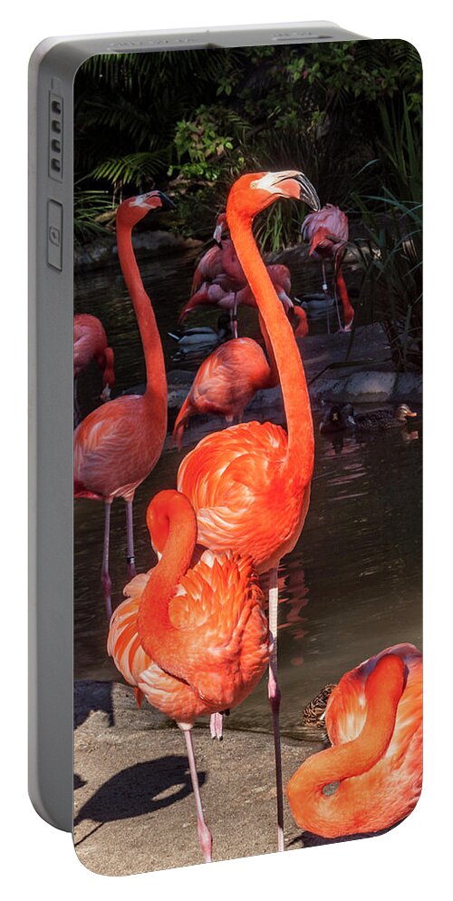 Greater Flamingo Portable Battery Charger featuring the photograph Greater Flamingo by Daniel Hebard