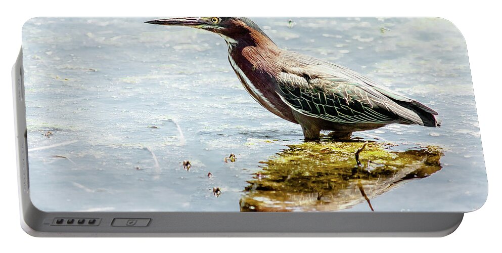 Wildlife Portable Battery Charger featuring the photograph Green Heron Bright Day by Robert Frederick