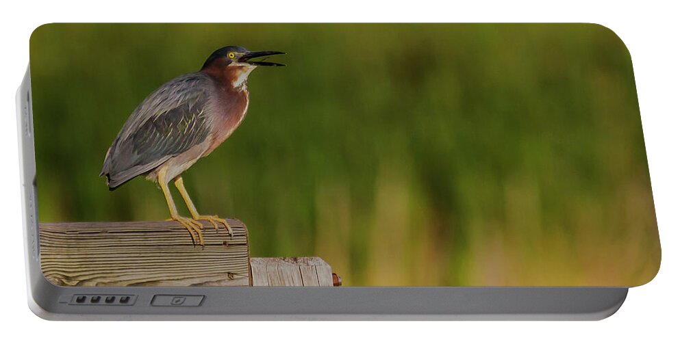 Green Heron Portable Battery Charger featuring the photograph Green Heron Evening by Ed Peterson