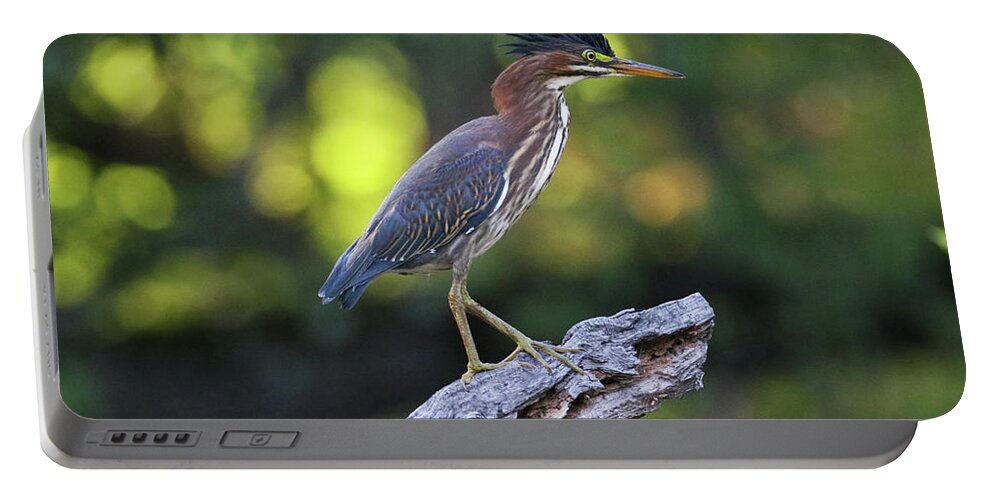 Green Heron Portable Battery Charger featuring the photograph Green Heron Stump by Brook Burling