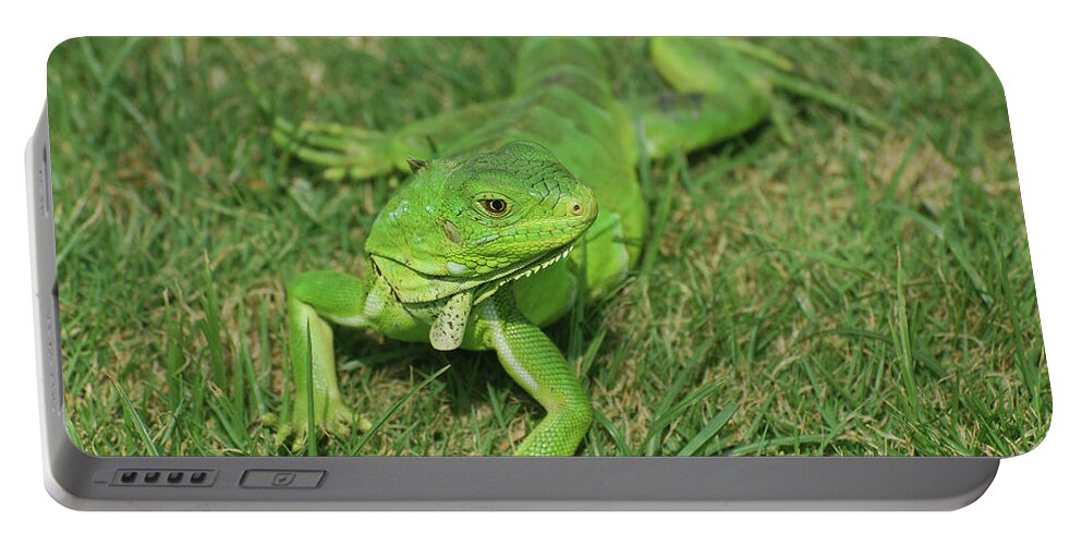 Iguana Portable Battery Charger featuring the photograph Green Iguana Stretched Out in Grass by DejaVu Designs