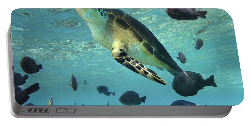 00451420 Portable Battery Charger featuring the photograph Green Sea Turtle Balicasag Island by Tim Fitzharris