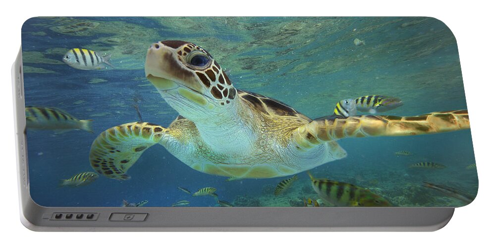 00451418 Portable Battery Charger featuring the photograph Green Sea Turtle Swimming by Tim Fitzharris