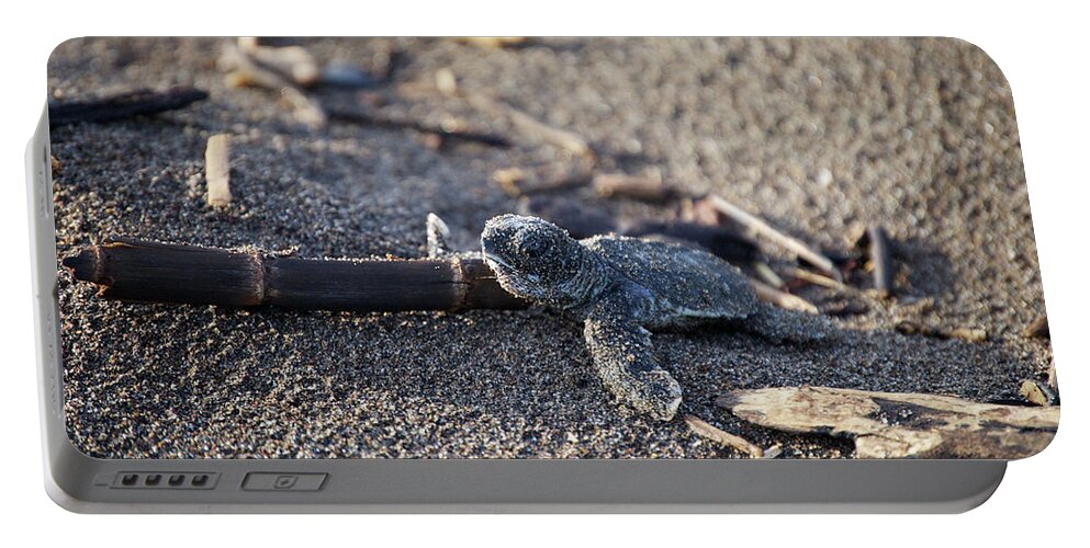 Green Sea Turtle Portable Battery Charger featuring the photograph Green Sea Turtle hatchling by Breck Bartholomew