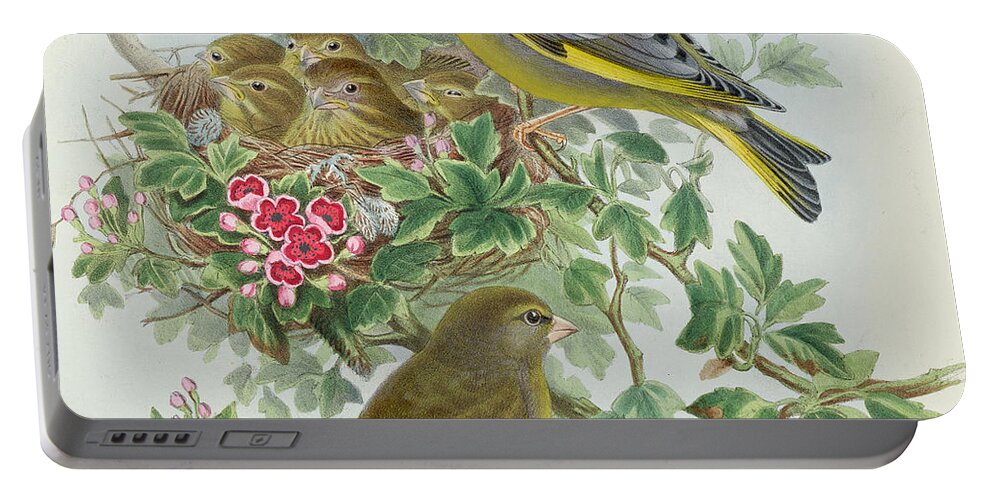 Finch Portable Battery Charger featuring the painting Greenfinch by John Gould
