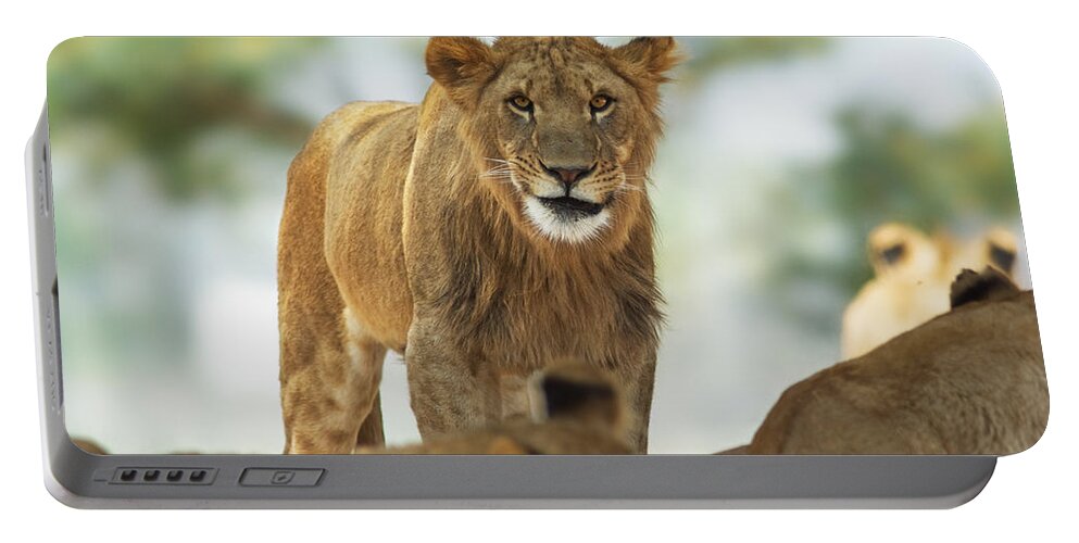 Lion Portable Battery Charger featuring the photograph Greetings by Yuri Peress
