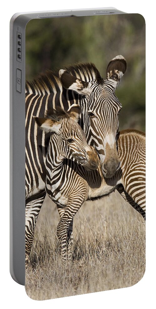 00438578 Portable Battery Charger featuring the photograph Grevys Zebra And Young Foal Lewa by Suzi Eszterhas