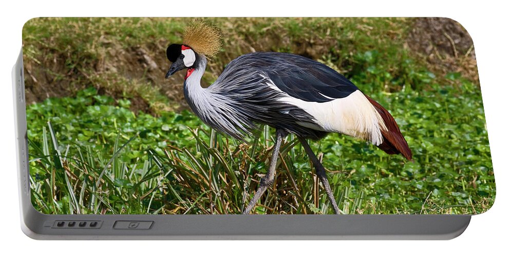 Grey Crowned Crane Walking Portable Battery Charger featuring the photograph Grey Crowned Crane Walking by Sally Weigand