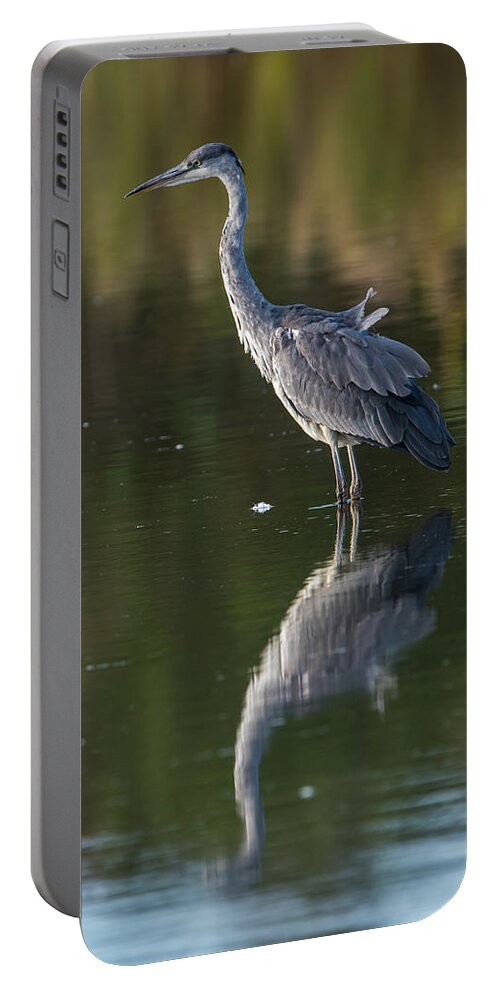 Grey Heron Portable Battery Charger featuring the photograph Grey Herons fishing by Torbjorn Swenelius