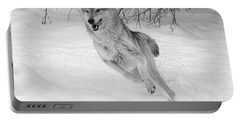 Wolf Portable Battery Charger featuring the photograph Grey Wolf in Winter by Steve McKinzie