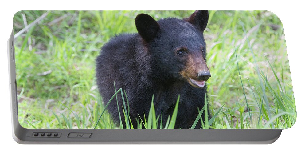 Animals Portable Battery Charger featuring the photograph Grin and Bear It by Chris Scroggins