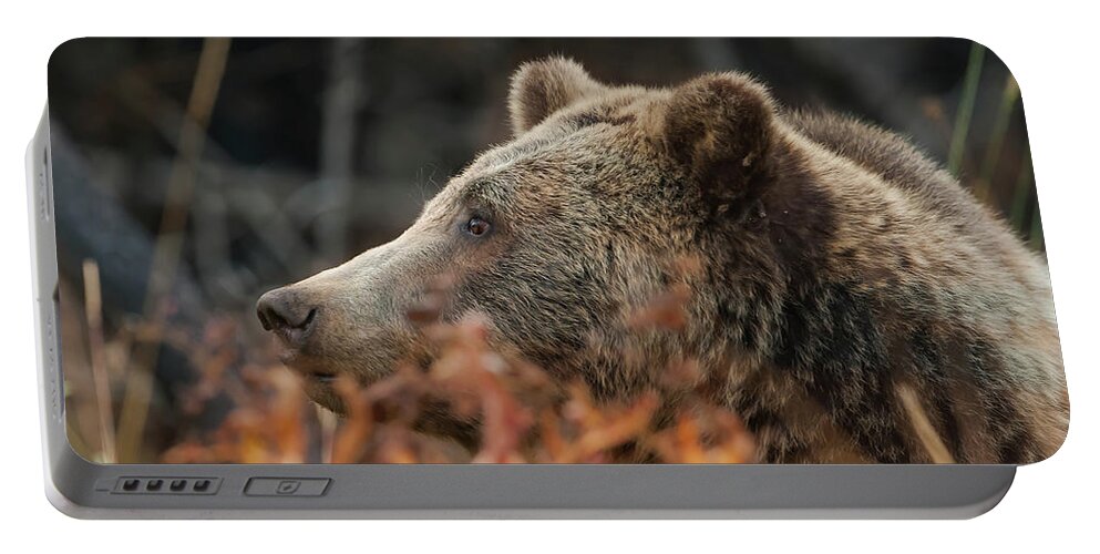 Mark Miller Photos Portable Battery Charger featuring the photograph Grizzly Bear Portrait in Fall by Mark Miller