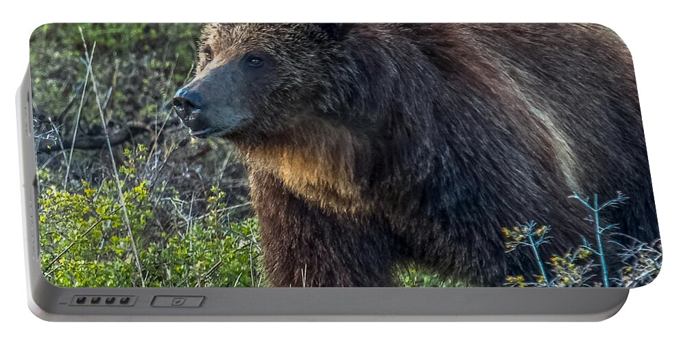 Lake Overlook Portable Battery Charger featuring the photograph Grizzly Boar At Lake Overtake by Yeates Photography