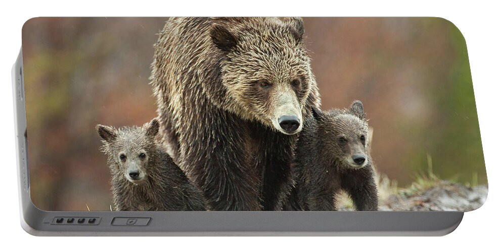 Grizzly Portable Battery Charger featuring the photograph Grizzly Family by Wesley Aston