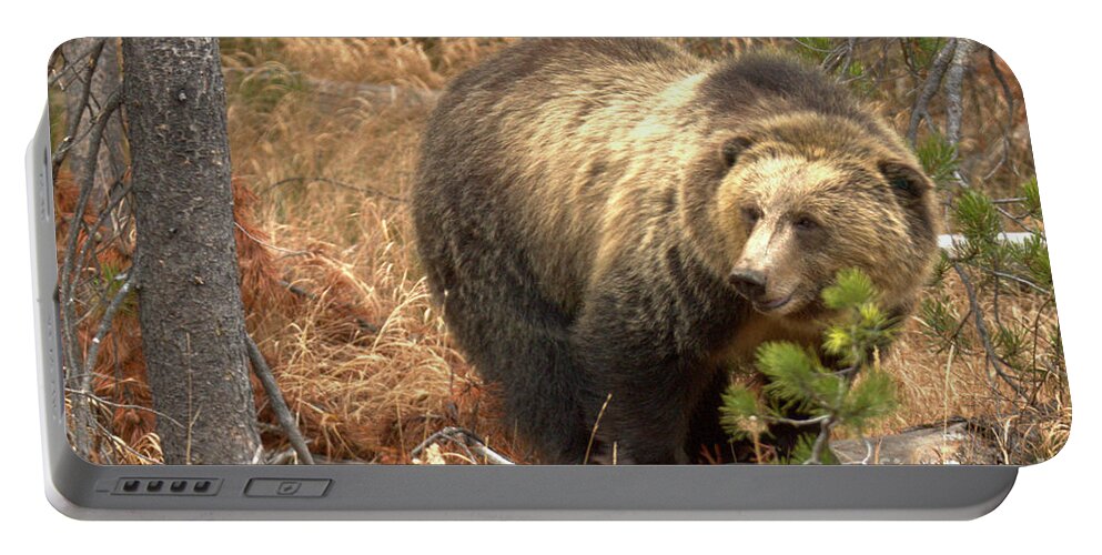 Grizzly Bear Portable Battery Charger featuring the photograph Grizzly In The Teton Forest by Adam Jewell