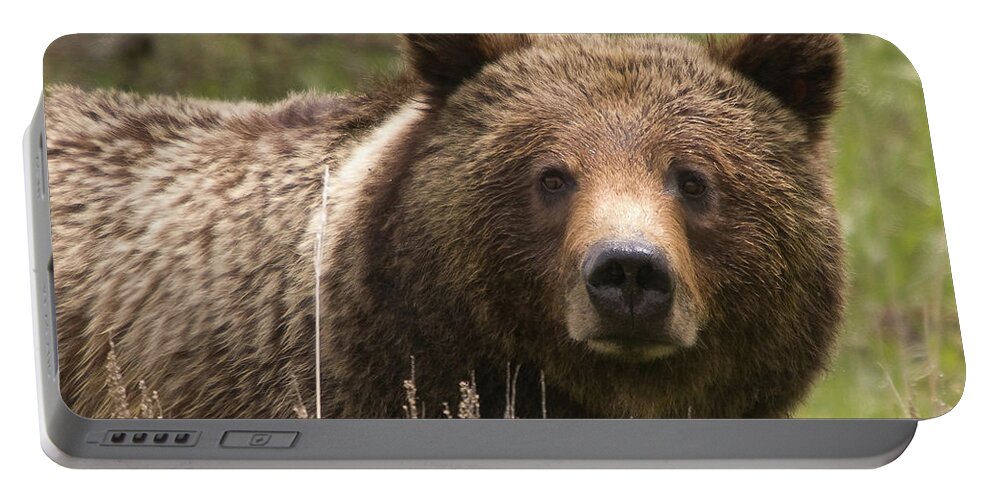 Grizzly Bear Portable Battery Charger featuring the photograph Grizzly Portrait by Steve Stuller