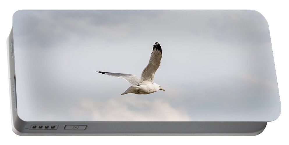Gull Portable Battery Charger featuring the photograph Gull in Flight by Holden The Moment