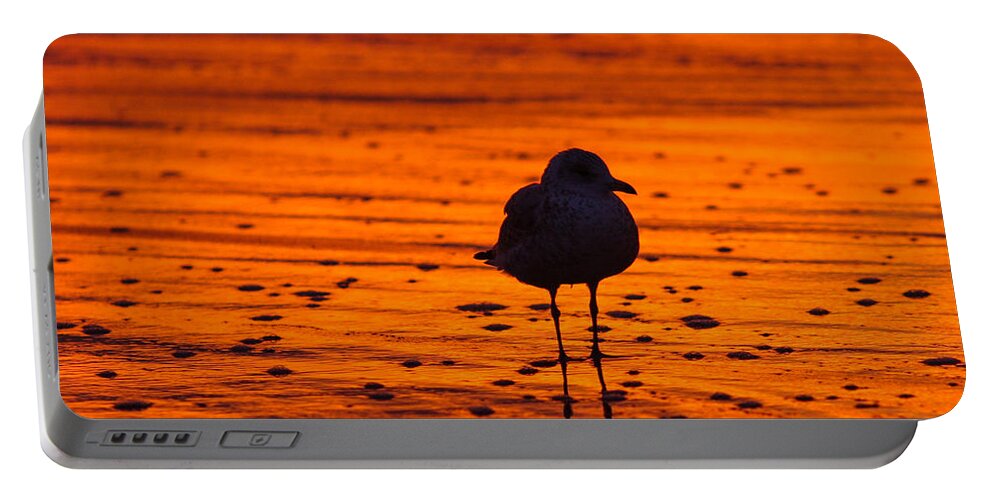 Great Portable Battery Charger featuring the photograph Gull caught at sunrise by Allan Levin
