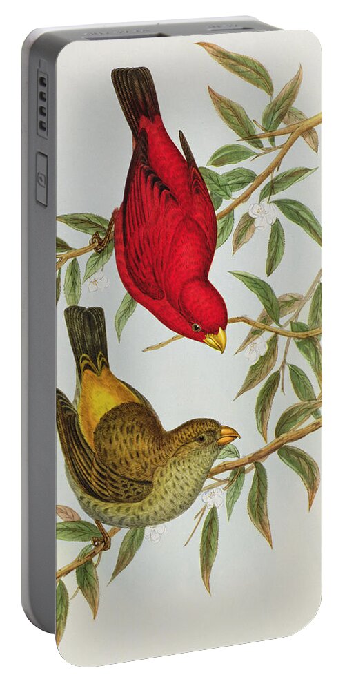 Finch Portable Battery Charger featuring the painting Haematospiza Sipahi by John Gould