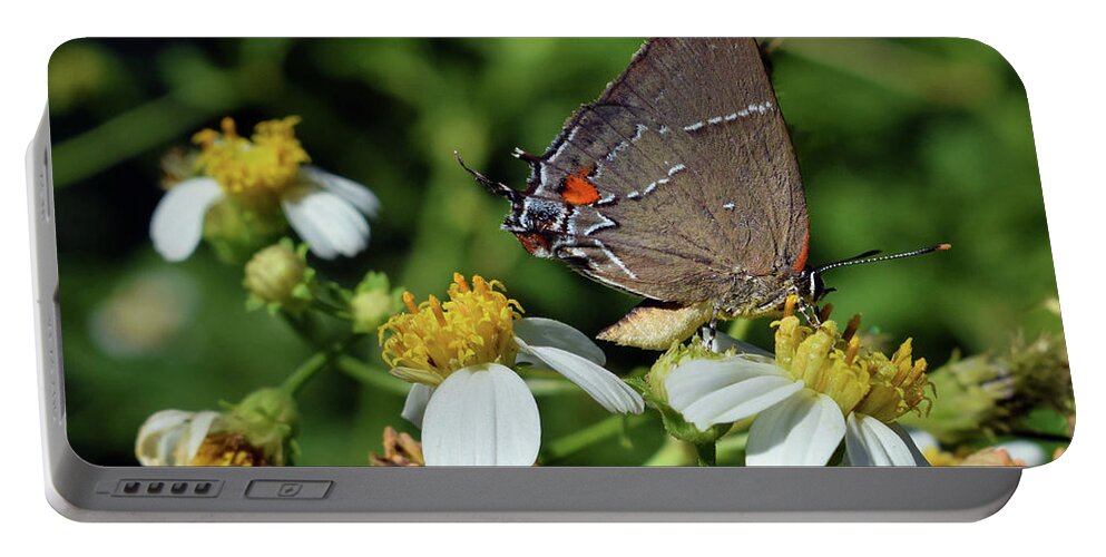 Photograph Portable Battery Charger featuring the photograph Hairstreak Butterfly by Larah McElroy