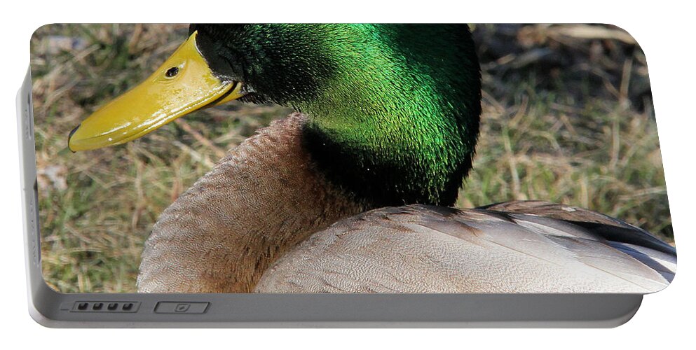 Mallard Portable Battery Charger featuring the photograph Handsome drake by Doris Potter