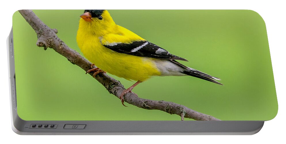 Cheryl Baxter Portable Battery Charger featuring the photograph Handsome Male Goldfinch by Cheryl Baxter