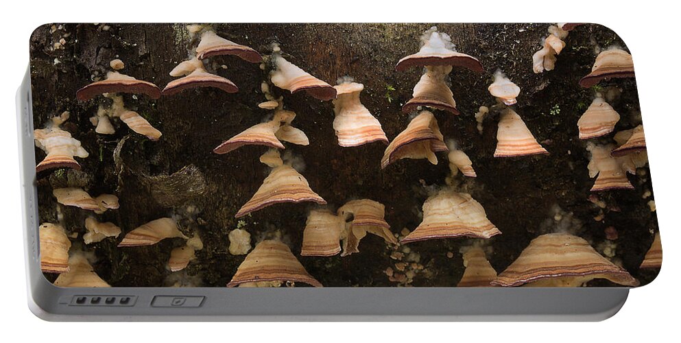 Fungus Portable Battery Charger featuring the photograph Hanging On by Mike Eingle
