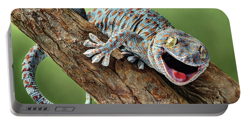 Gecko Portable Battery Charger featuring the photograph Happy Gecko by Nikolyn McDonald