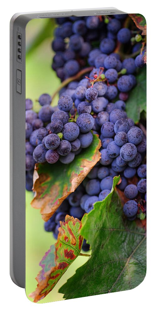 Grapes Portable Battery Charger featuring the photograph Harvesting by Jenny Rainbow