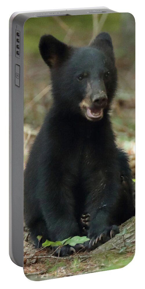 Black Bear Portable Battery Charger featuring the photograph Have You Seen My Mother by Coby Cooper