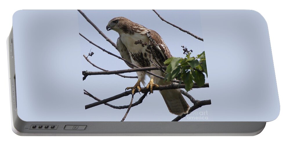 Hawk Portable Battery Charger featuring the photograph Hawk Before The Kill by Robert Alter Reflections of Infinity