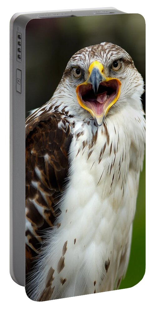 Hawk Portable Battery Charger featuring the photograph Hawk by Doug Gibbons