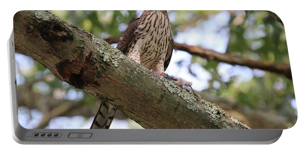 Hawk Portable Battery Charger featuring the photograph Hawk on a Branch by Steven Spak