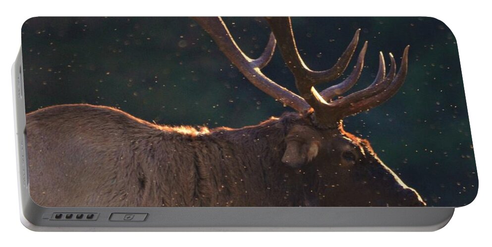 Elk In The Fall Portable Battery Charger featuring the photograph Head of the herd by Chuck Brown