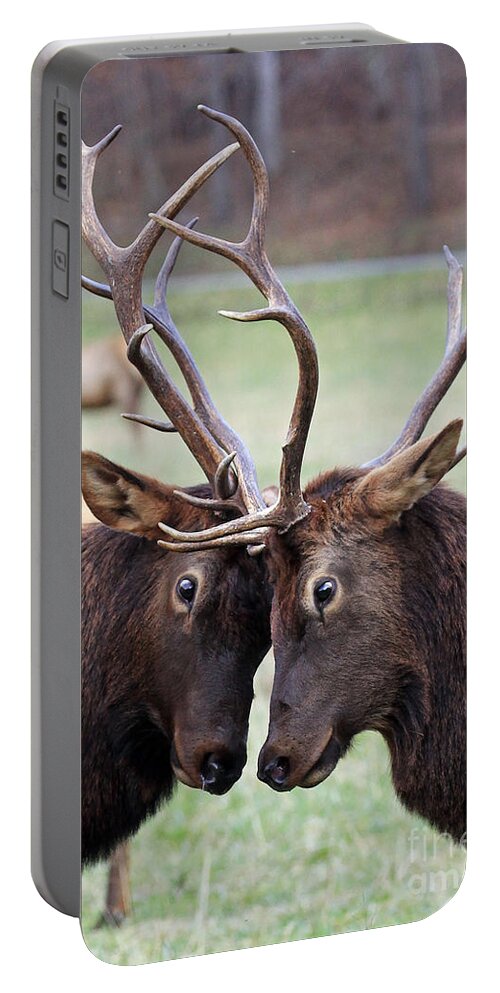 Bull Portable Battery Charger featuring the photograph Head to Head by Jennifer Robin