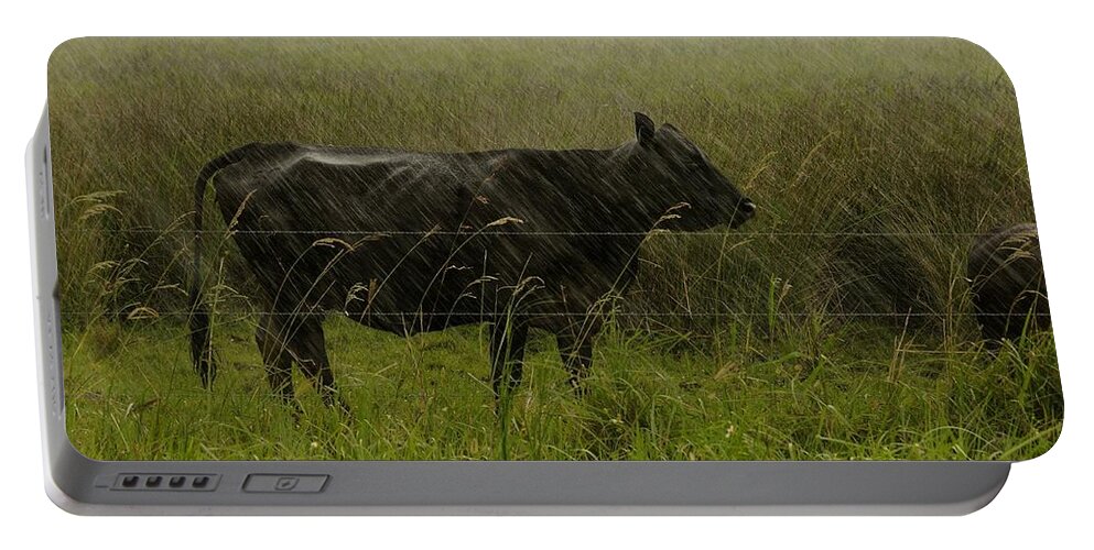 Cow Portable Battery Charger featuring the photograph Heifer in the rain by Bradford Martin