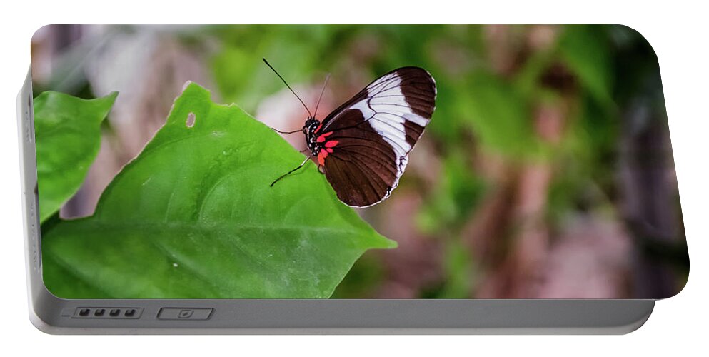 Michelle Meenawong Portable Battery Charger featuring the photograph Heliconius Erato by Michelle Meenawong