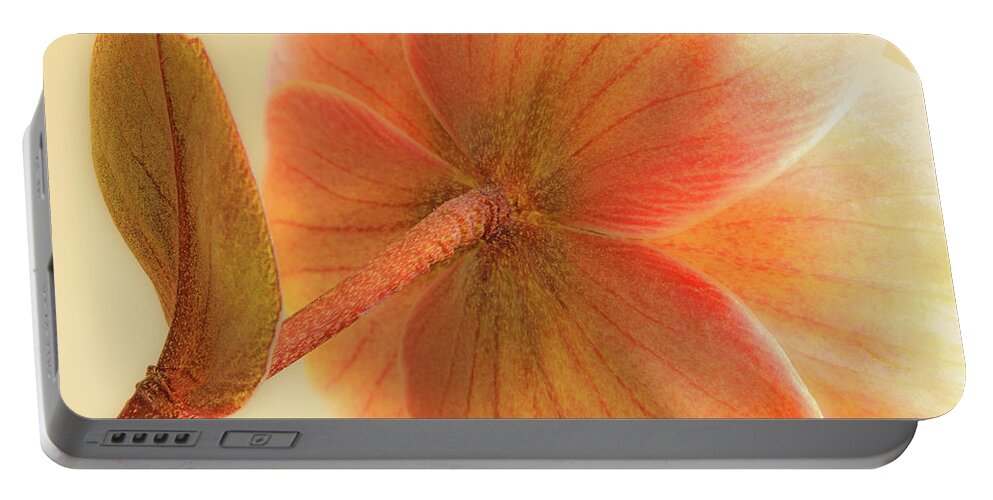 Flower Portable Battery Charger featuring the photograph Hellebore by Bob Cournoyer