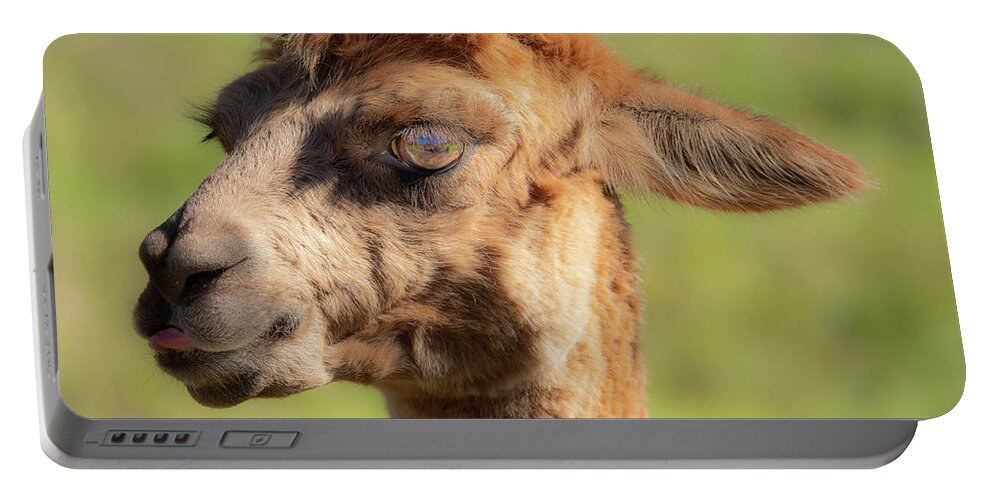 Alpaca Portable Battery Charger featuring the photograph Hello darling by Jeremy Holton