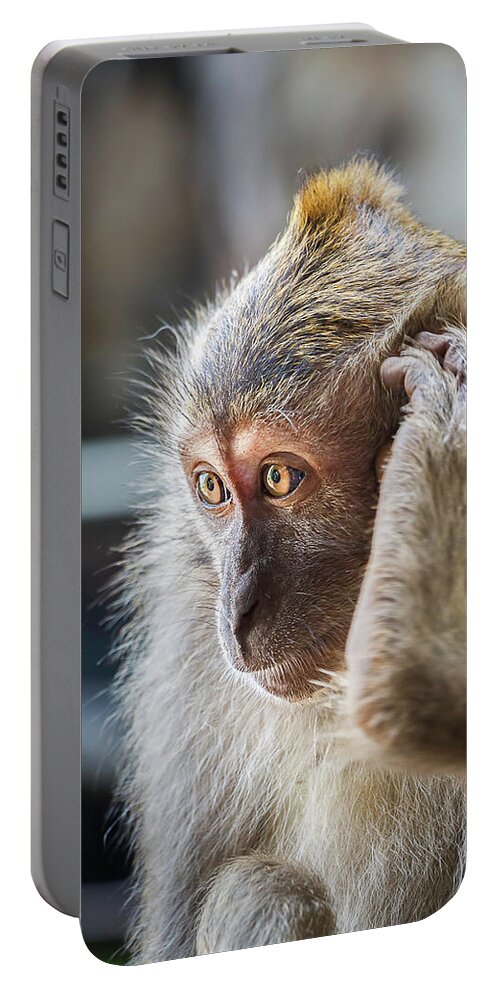 Monkey Portable Battery Charger featuring the photograph Hello, Monkey Here by Rick Deacon