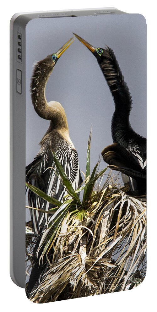 Anhinga Portable Battery Charger featuring the photograph Hen-Pecked by Jim Miller