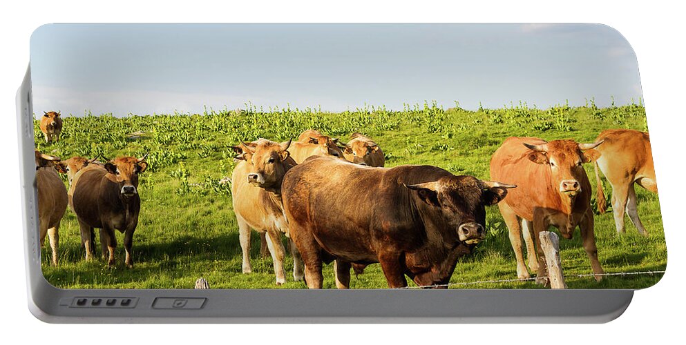 Dairy Cows Portable Battery Charger featuring the photograph Herd of dairy cows # II - Aubrac - France by Paul MAURICE