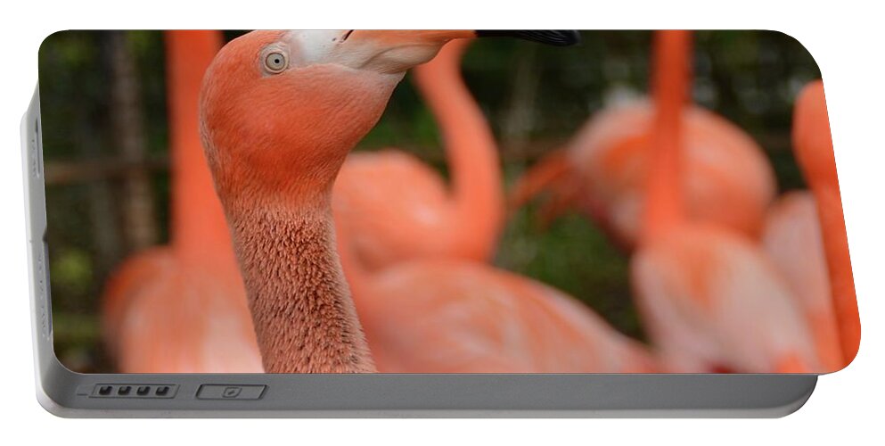 Flamingo Portable Battery Charger featuring the photograph Heres Looking at you Kid by Debbi Granruth