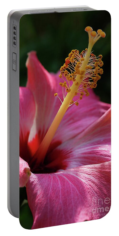Hibiscus Portable Battery Charger featuring the photograph Hibiscus Pose by Deborah Benoit