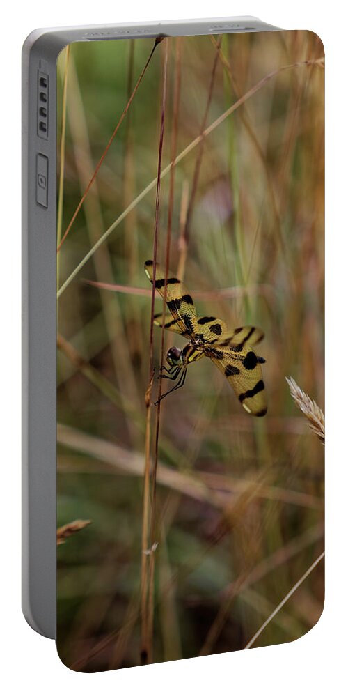 Halloween Pennant Portable Battery Charger featuring the photograph Hiding in the tall grass by Steve Gravano