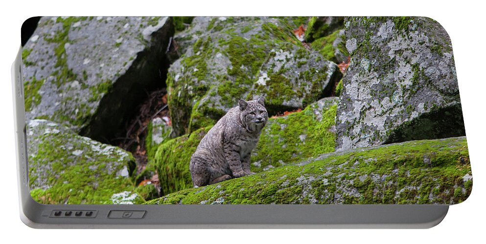 Wild Cat Portable Battery Charger featuring the photograph High Sierra Bobcat by Mark Miller