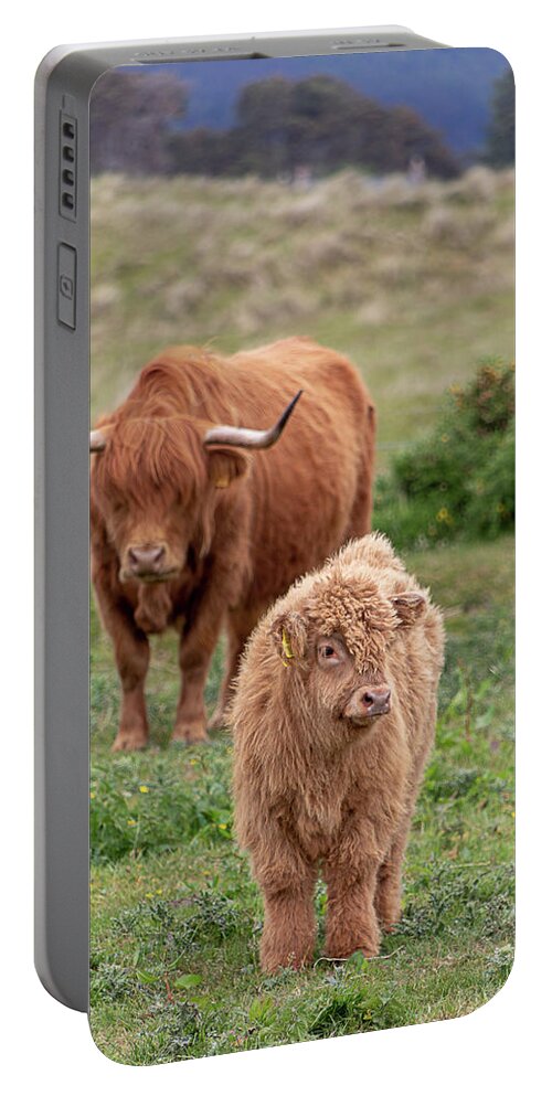 Animal Portable Battery Charger featuring the photograph Highland Calf and Mom by Teresa Wilson