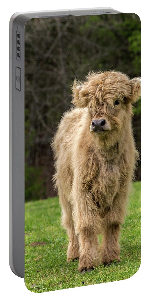 Calf Portable Battery Charger featuring the photograph Highland Calf by Holly Ross