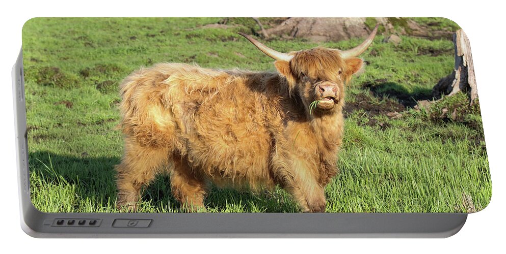 Cattle Portable Battery Charger featuring the photograph Highland Cattle Pose by Brook Burling
