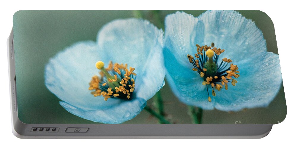 Himalayan Blue Poppy Portable Battery Charger featuring the photograph Himalayan Blue Poppy by American School